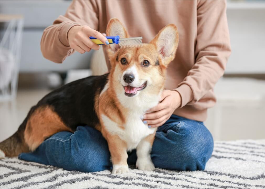 Groom your pet often